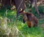 2004-22-0023-e01_kleines_Kängeru-webgal.jpg