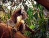 2004-26-0017-e01_Koala-webgal.jpg