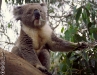 2004-27-0015-e01_Koala-webgal.jpg
