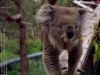 2004-27-0028-e01_Koala-webgal.jpg
