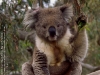 2004-27-0034-e01_Koala-webgal.jpg