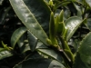 2008-005d-0127-e01-webgal.jpg