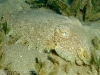 2006-06-0014-e01-webgal.jpg